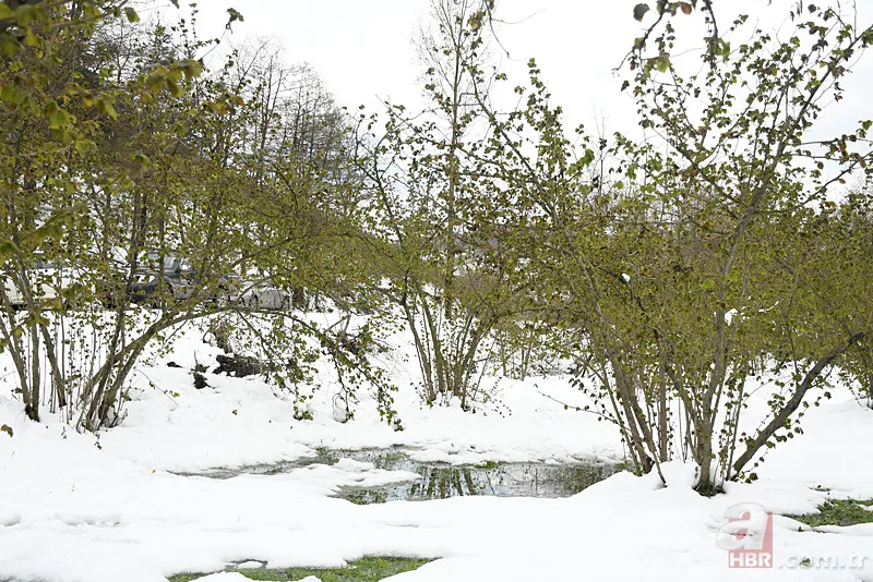 Şehir şehir zarar gören ürünler listesi: Fındık, Ceviz, Kiraz... Türkiye'de Zirai Don Haritası ortaya çıktı! 17