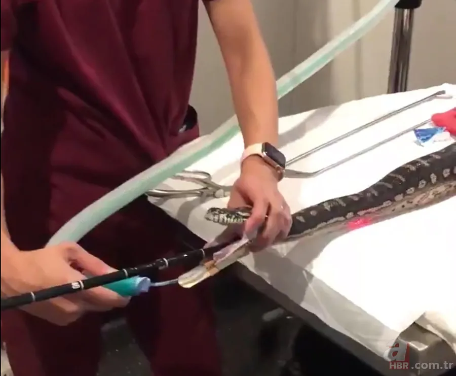 Bir yılan bunu neden yer? Pitonu ameliyat eden veterinerlerden sevinç çığlıkları 1