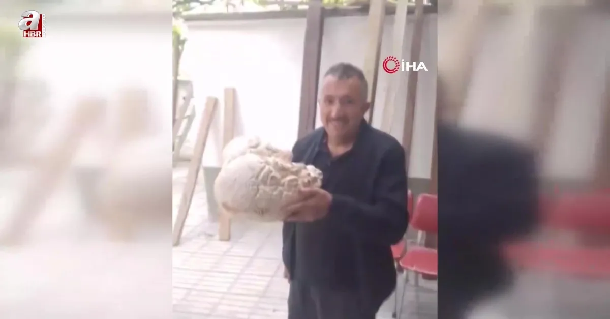 Sivas'ta arazide buldu taş sandı! Görenler gözlerine inanamadı