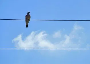 Kuşlar Neden Elektrik Tellerinden Zarar Görmez? ⚡ Gizem Çözüldü: Meğer...