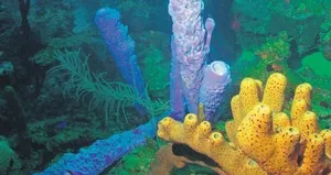 En eski canlı: Deniz süngeri