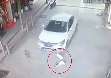 Vicdanları sızlatan görüntü! 2 köpeği otomobille ezdi...