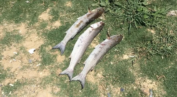 Çevre ve Şehircilik Bakanlığı'ndan Küçükçekmece Gölü'ndeki balık ölümleri hakkında açıklama - 2