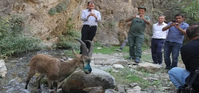 Hakkari’de tedavi edilen yaban keçisi doğaya bırakıldı
