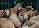 Kurbanlık koyun, keçi, koç fiyatları: Küçükbaş kurbanlık fiyatları canlı kilo fiyatı ne kadar?