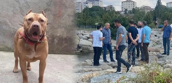denizde-saldiran-pitbull-oldurdu-iddiasina-takipsizlik-karari-cikti-1669615319971.jpg ‘Denizde saldıran pitbull öldürdü' iddiasına takipsizlik kararı çıktı - 3