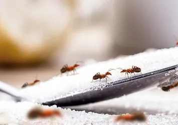Karıncalardan kurtulmanın en kolay yöntemi! Kokusundan kaçacaklar...