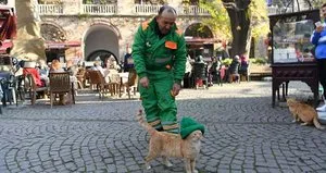Bereli kedi sosyal medyada fenomen oldu