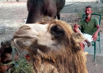 Türkiye’nin gündemine oturan olay! Muğla’da deve adam öldürdü