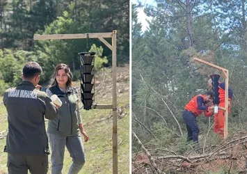 Ormanları kurutan böceğe karşı sıkı önlem