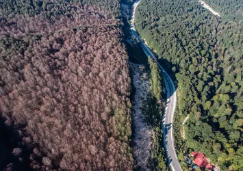 Kütahya ormanlarında tırtıl istilası
