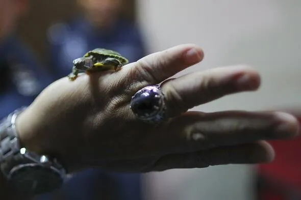 5 binden fazla su kaplumbağasını yurt dışına kaçırmaya çalışırken yakalandılar