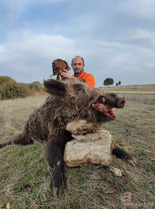 Bilecik’te 220 kiloluk dev domuz avcıya saldırdı! O anlar kamerada 1