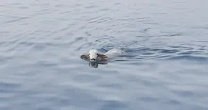 Denizden çıkan şoke etti