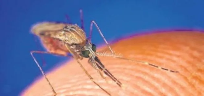 Çin’de sivrisineklere karşı radar