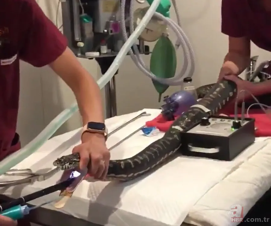 Bir yılan bunu neden yer? Pitonu ameliyat eden veterinerlerden sevinç çığlıkları 4