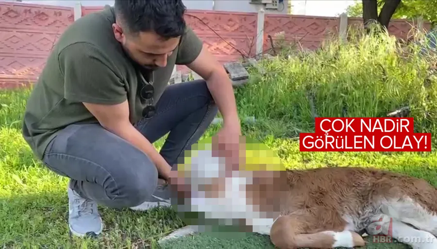 Doğum yapan inek sahibini şoke etti! Çok nadir görülen olay: Beyni derinin altında gözleri de oluşmadı 1