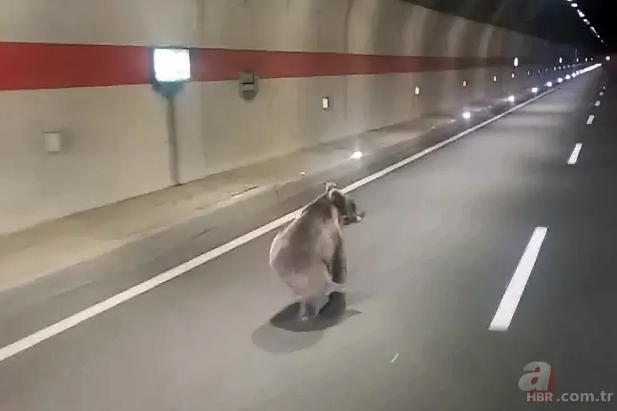 Yiyecek arayan ayı istikameti şaşırdı: Yolunu kısaltmak için tüneli kullandı 5