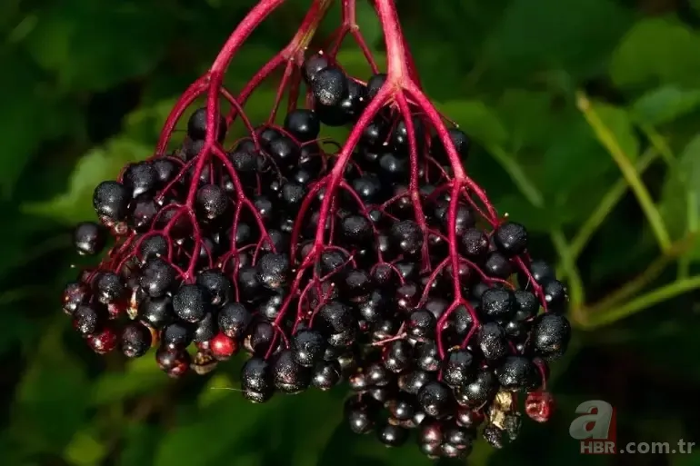 Metabolizma hızını yüzde 100'e çıkarıyor! Araştırmalarla kanıtlandı 7