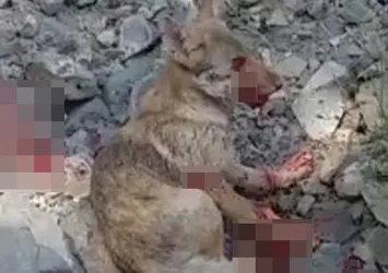 Kurt yavrusuna yaptığı işkenceyi paylaştı, cezayı yedi