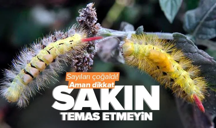 Alerjik etkileri bulunuyor! İstanbullulara tırtıl uyarısı: Sakın temas etmeyin