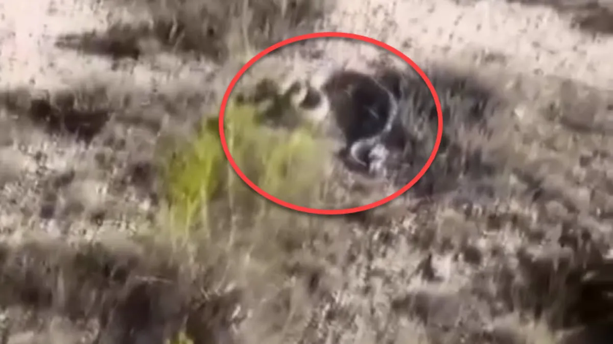 Zehirli engerek yılanı kendisini görüntüleyen çobana aniden böyle saldırdı