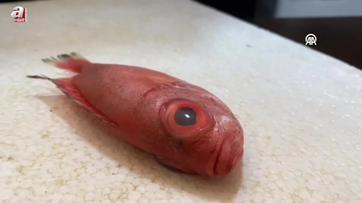 Antalya'da ilk kez "mandagöz" balığı görüldü