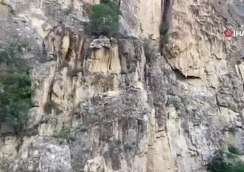 Dağ keçileri kameralara yansıdı