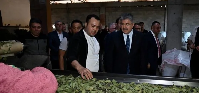 Osmaniye'de defne yaprağı hasadı başladı