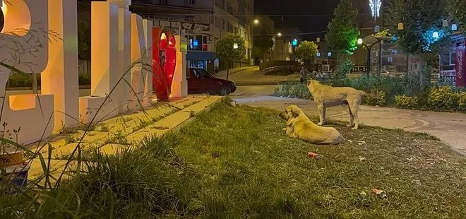 Başıboş köpekler Kilis'te vatandaşları isyan ettirdi! Sokağa çıkamaz oldular