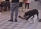 İzmirde yasaklı ırk köpek dehşeti!