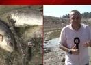 Baraj gölünde toplu balık ölümleri