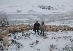 Isparta’da nefes kesen kurtarma operasyonu! 650 hayvan ve çobanlar için seferberlik