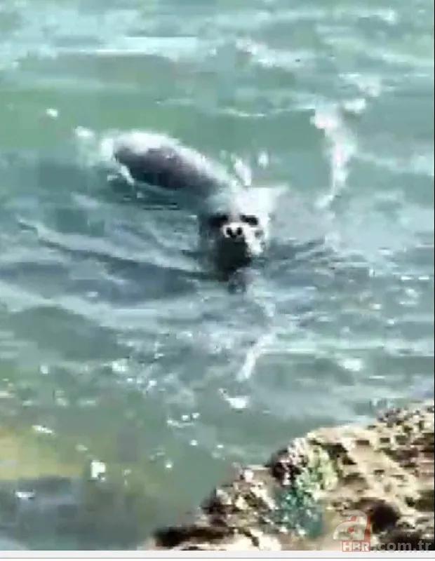 O ilimizde kıyıya yaklaşınca fark edildi! Hemen telefona sarıldılar 3