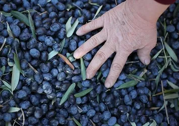 Zeytin üreticilerine müjdeli haber
