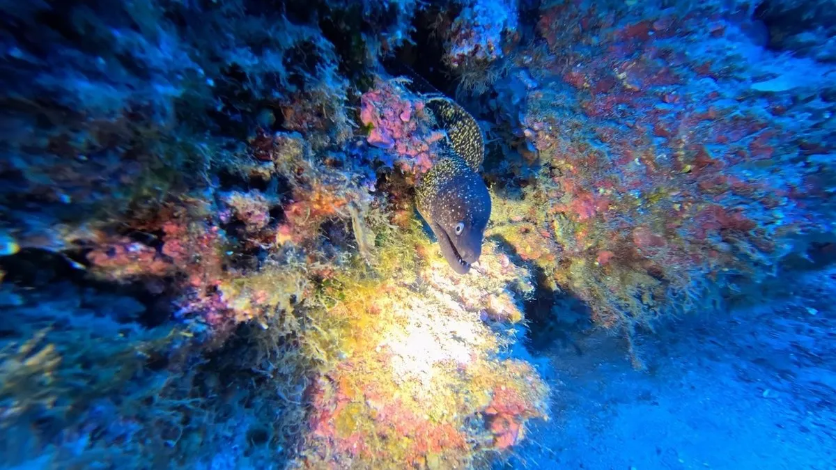 Sualtı Görüntüleme Milli Takımı'nda hedef dünya şampiyonluğu