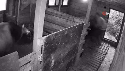 Kızgın boğa sahibine dehşeti yaşattı! 800 kiloluk Mosso böyle saldırdı 🐂