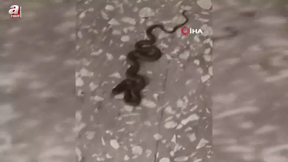 Okul koridorunda yılan paniği