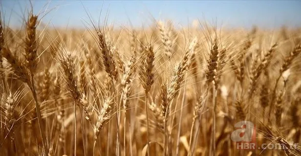 TMO'dan "hububat" açıklaması 1