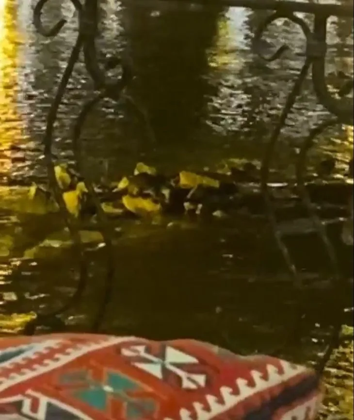 Nesli tükenme tehlikesinde olan su samuru Dicle Nehri’nde görüntülendi! Balığı böyle avlayıp yedi