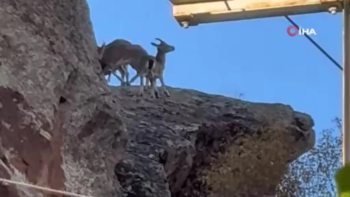Erzurum'da dağ keçileri ve yavruları görüntülendi