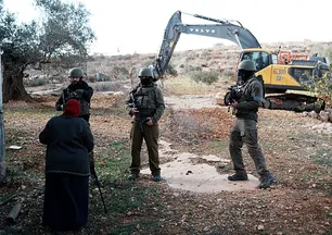 İsrail'den Batı Şeria'da barbarlık: 400 zeytin ağacı söküldü