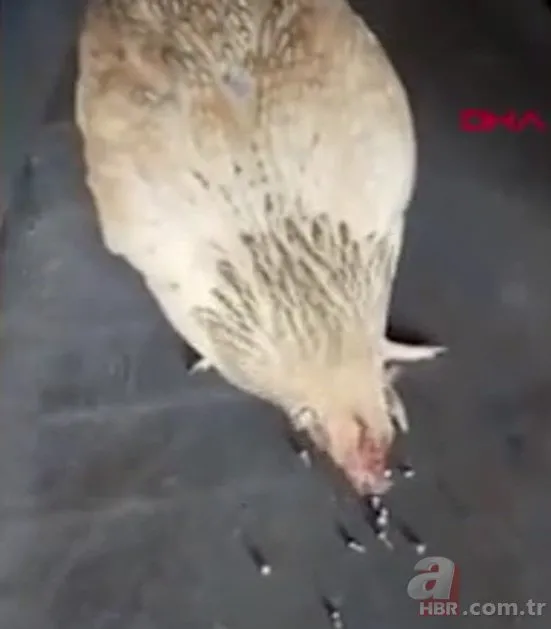 Çin’de metal vida yiyen tavuk dünyayı şaşkına çevirdi! İşte Çin’deki o görüntüler