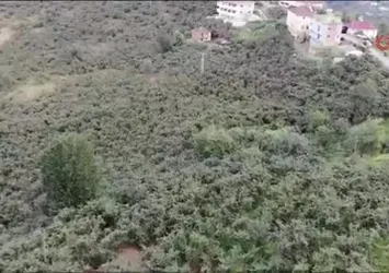 Giresun’da fındık hasadı başladı