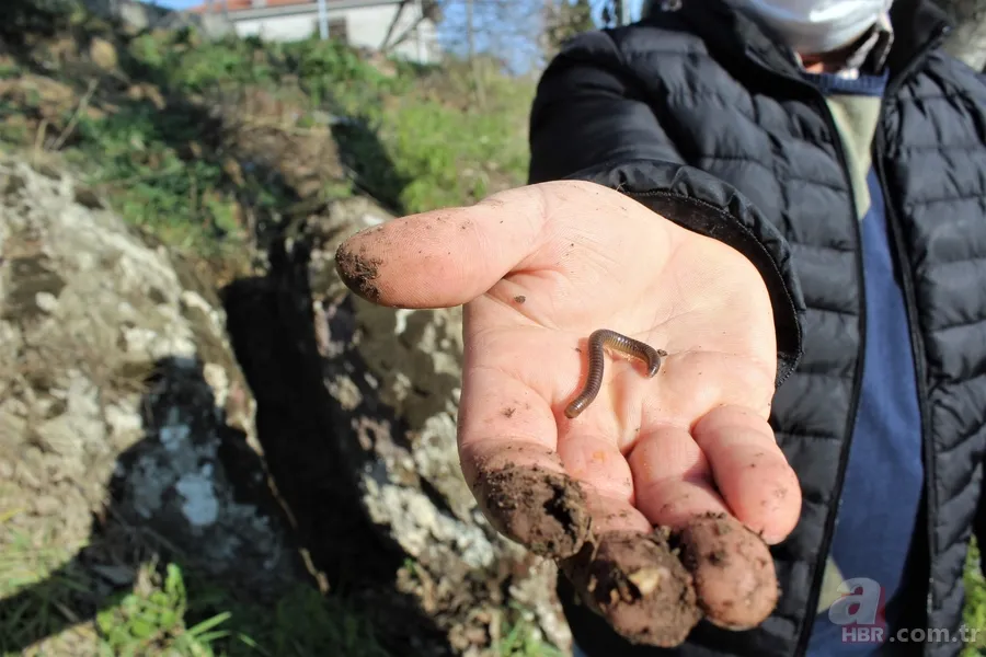 Çocuğu olmayanların ilginç geleneği! Kaya etrafında 3 tur atıp böcek yutuyorlar 6