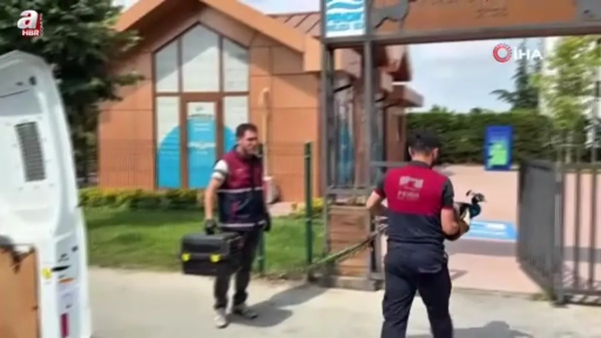 Pendik’te tavus kuşu ve atmaca kurtarma operasyonu: Doğaya kavuşacaklar