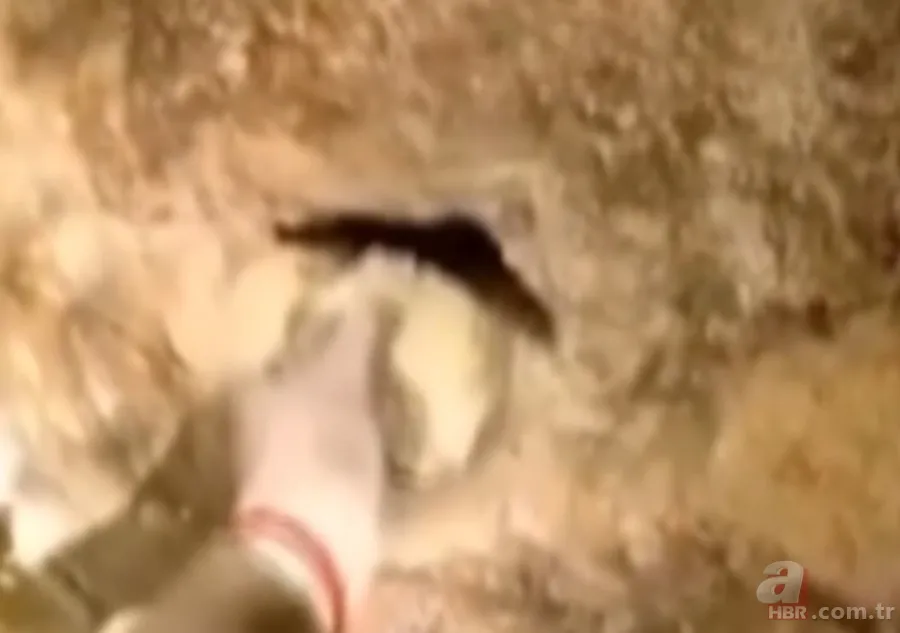 ''Defineyi koruyan yılan'' efsanesi gerçek oldu! Taş kesilmiş yılanın hikayesi ürküttü 10