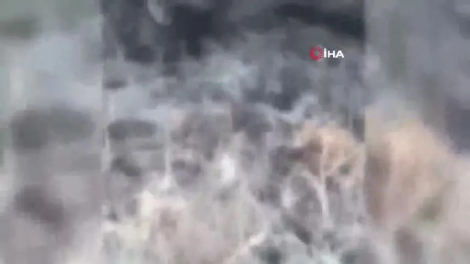 Silahla dolaşmaya başladılar! Yaban domuzları köylülerin kabusu oldu