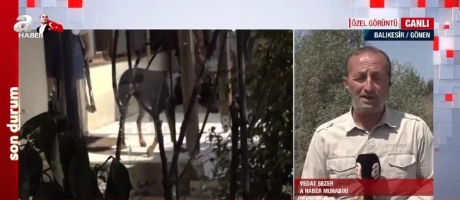 Doberman cinsi eğitimli köpek Tina eve döndü! Kayıp ekonomist Berzeg’in köpeğini A Haber görüntüledi