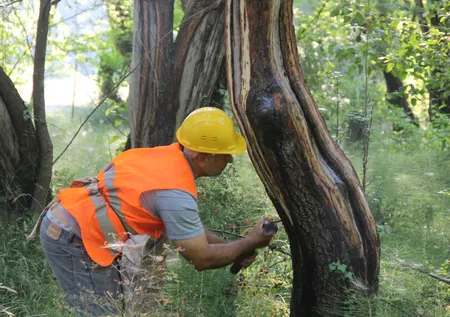 Kilosu 5 bin liraya satılıyor! Dünyada sadece 3 bölgede yetişiyor biri Türkiye'de...